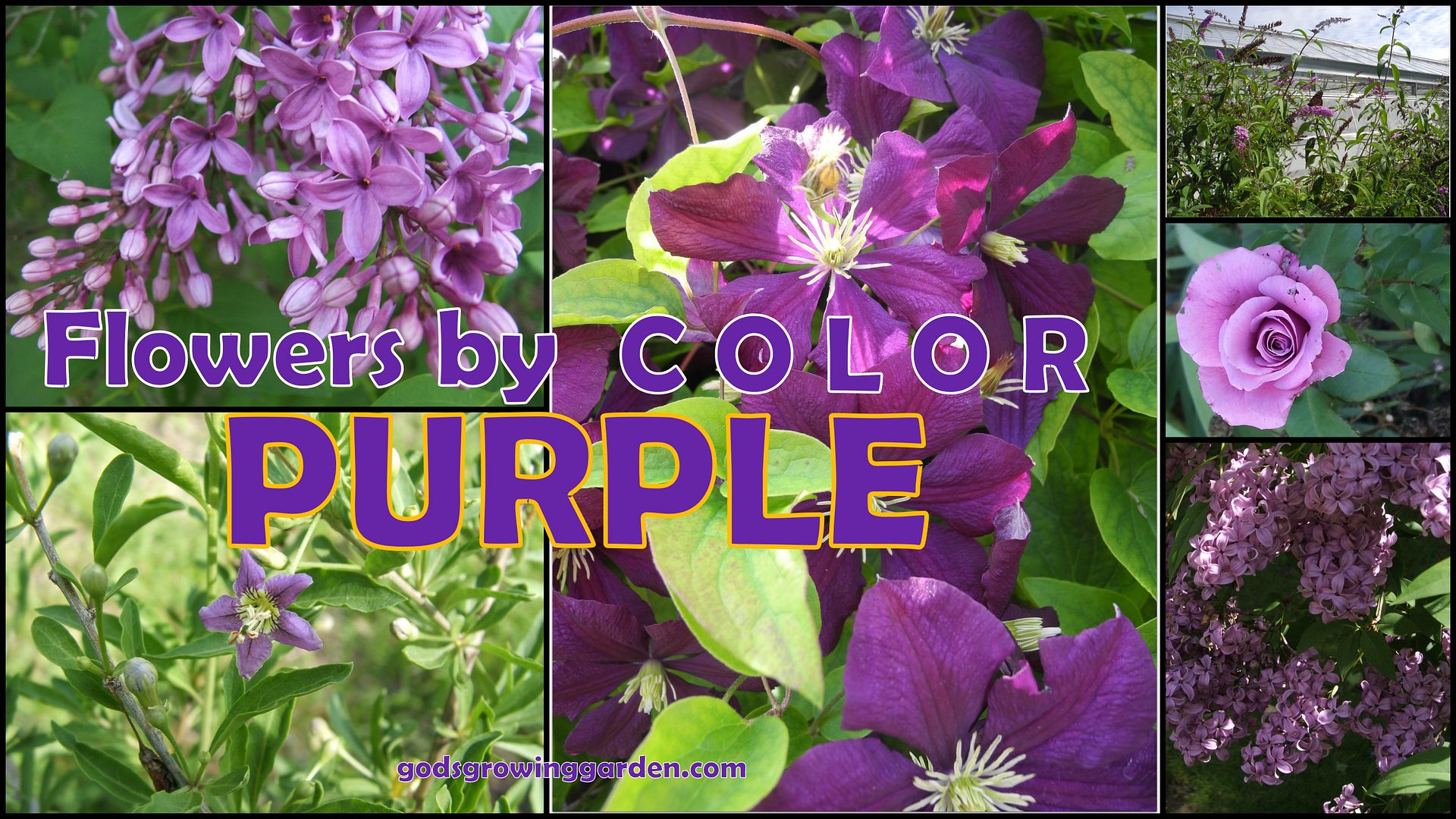 God's Growing Garden TWENTY Top 20 FLOWERS